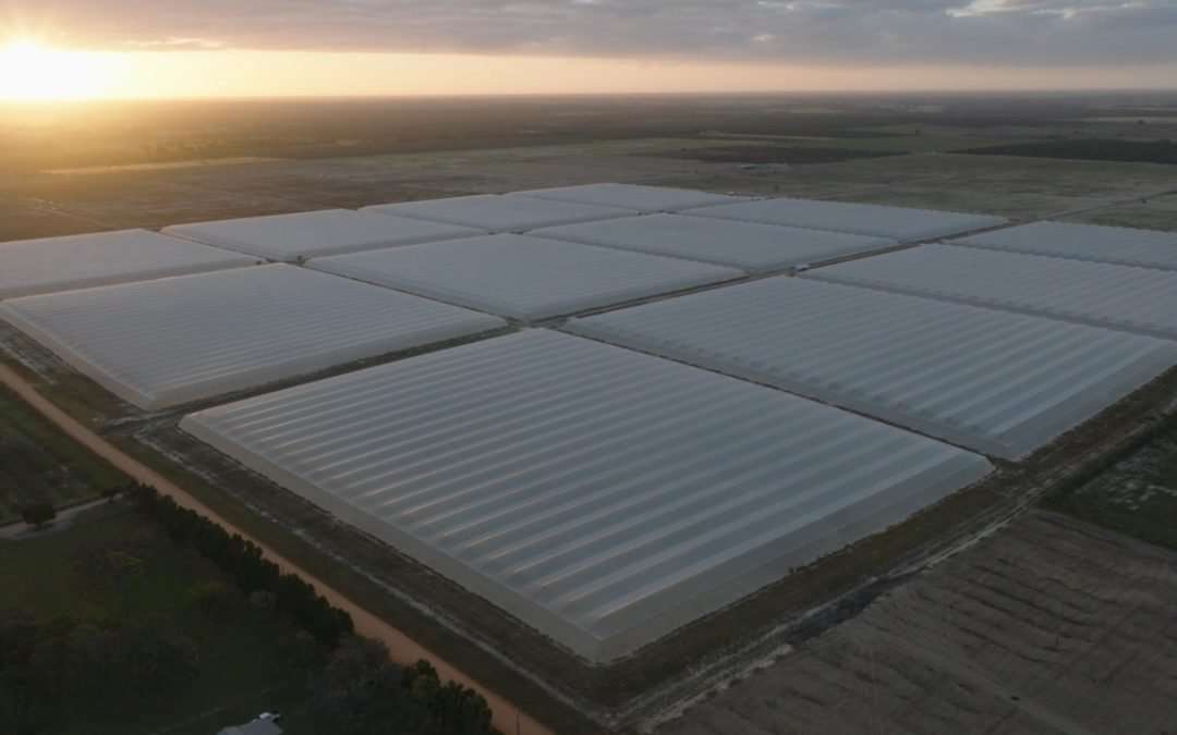 Aerial view of the new, covered, Dun-D Citrus groves at sunset.