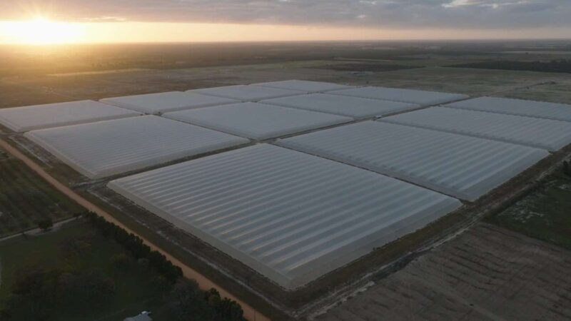 Aerial view of the new, covered, Dun-D Citrus groves at sunset.