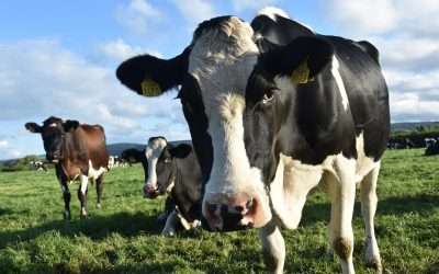 UF/IFAS Researchers To Work To Control “Cow Burps” To Reduce Livestock Methane Emissions