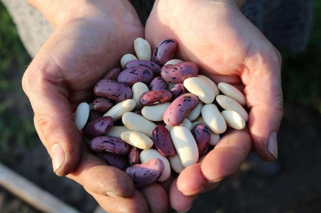 Close up of someone's hands scooping navy and scarlet runner beans. 