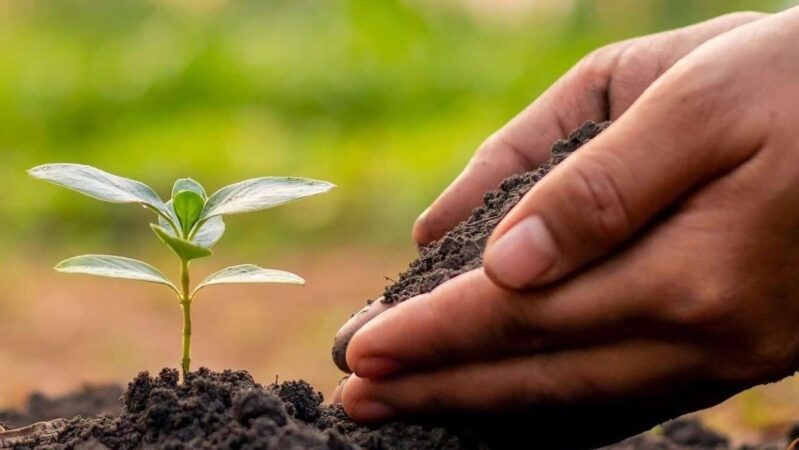 Closeup of hands scooping soil next to beautiful baby plant sprouting from the ground.