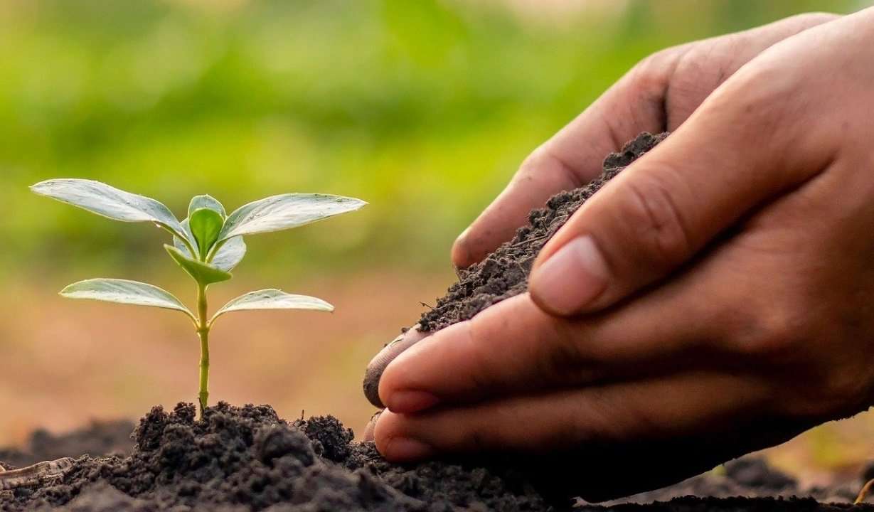 Closeup of hands scooping soil next to beautiful baby plant sprouting from the ground.