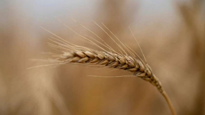 Closeup image of wheat in a field.