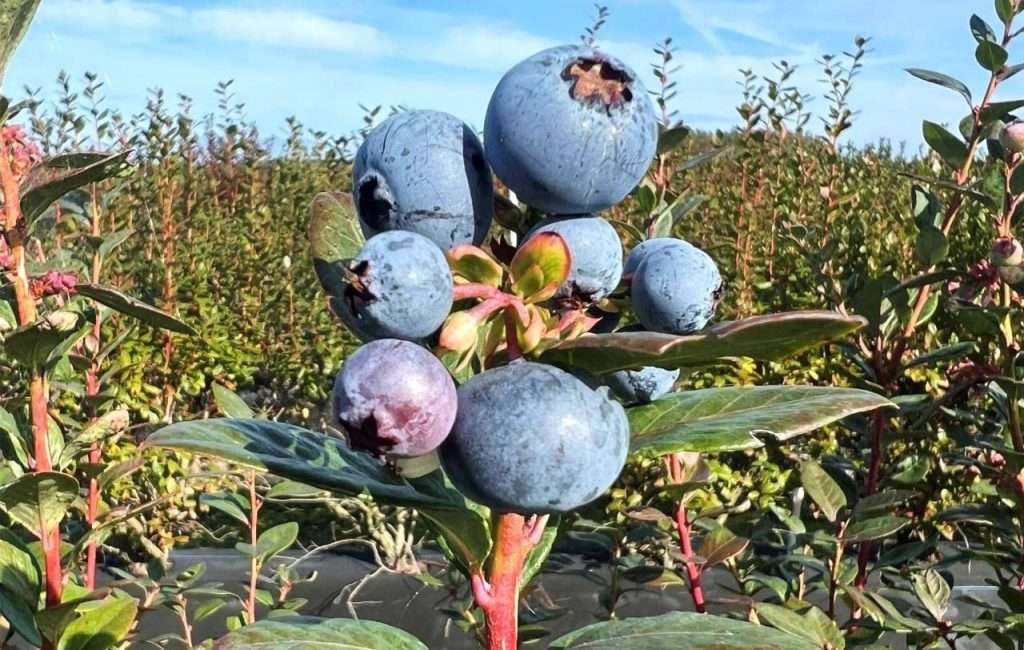 Closeup of a blueberry bunch on a bush.