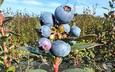 New Genetic Finding Could Pave Way For Fall Blueberries In Florida