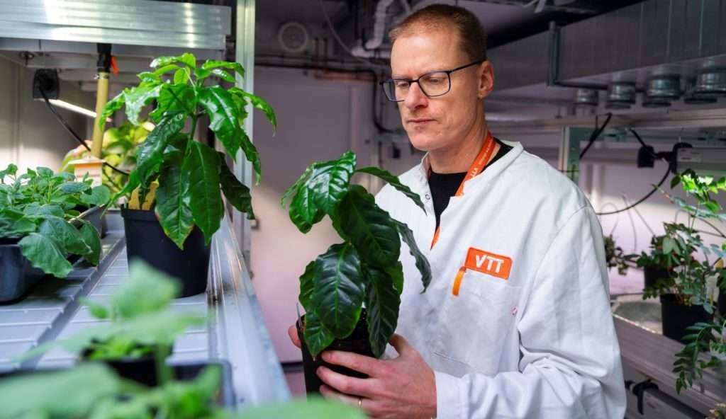 Principal Scientist and Head of Plant Biotechnology Dr. Heiko Rischer examinig coffee plants. Credit: Vesa Kippola