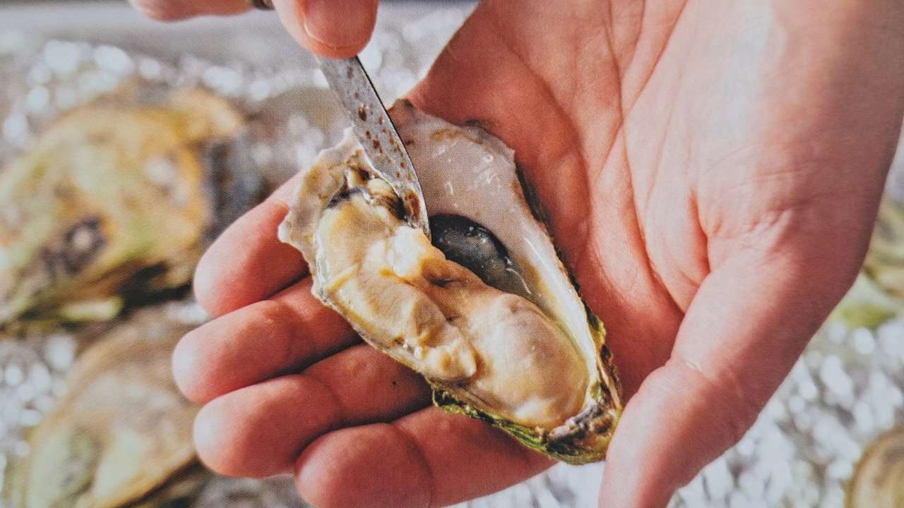 Shucked oyster with meat being removed.