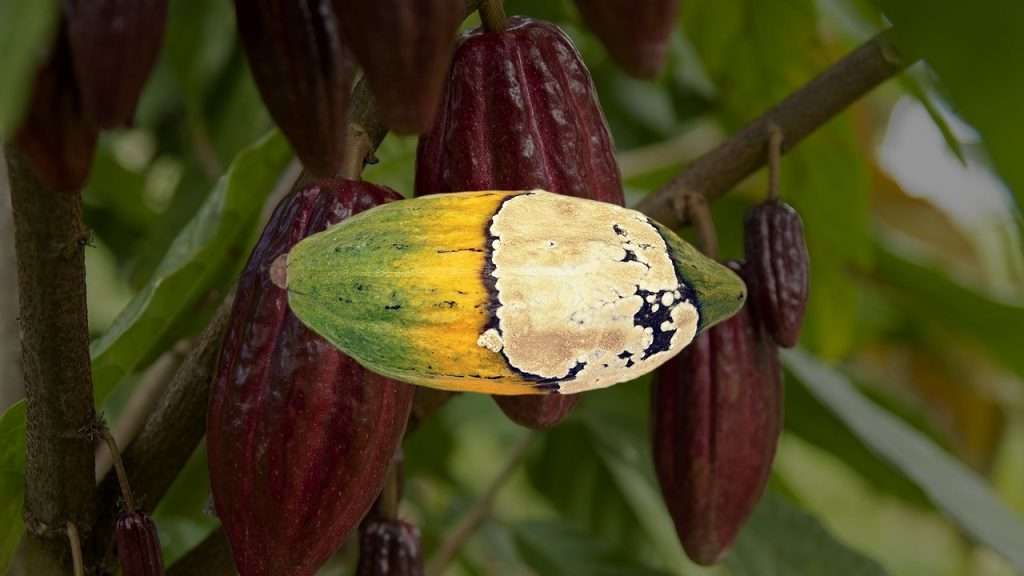 Cacao pod suffering from frosty pod rot. Credit: Shahin Ali