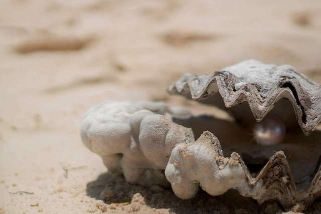 Oyster shell with pearl inside laying on the beach. 