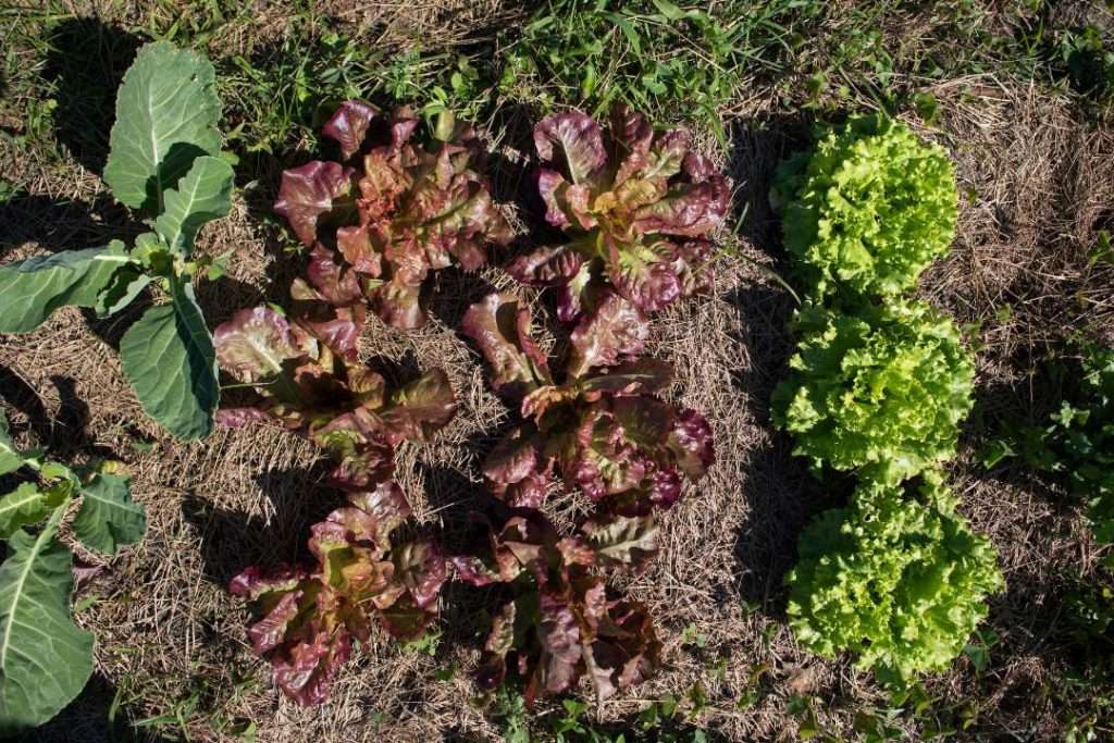 Leafy greens growing in urban community garden.