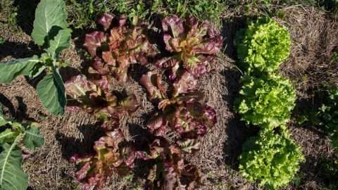 Leafy greens growing in urban community garden.