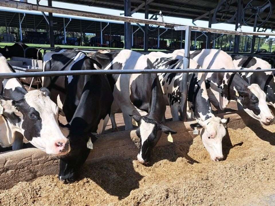 Cows feeding at M&B Products dairy farm.