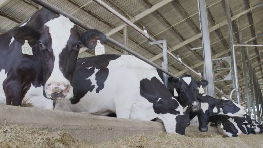 Cows feeding in the barn.