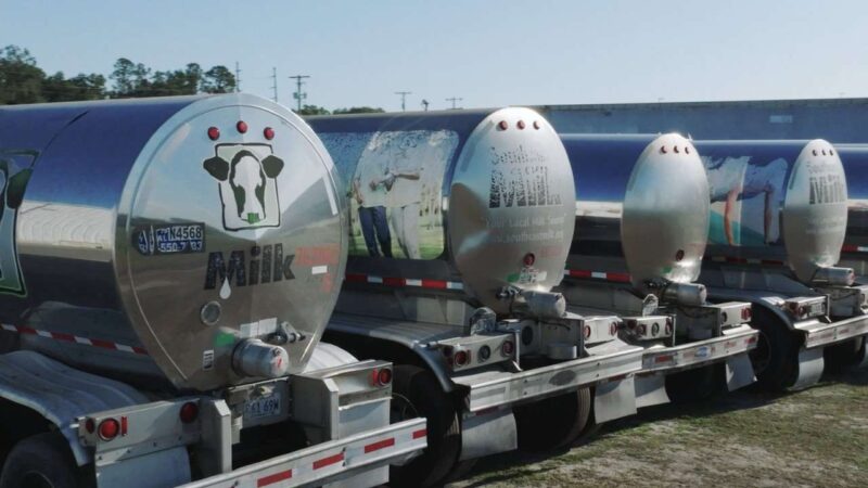 Line of milk tanker trucks.