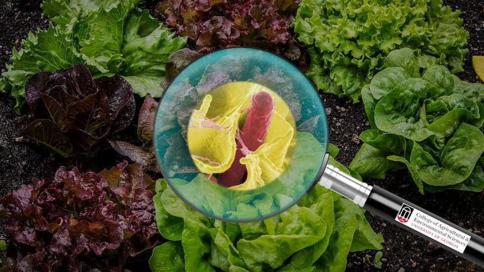 Head of lettuce with UGA magnifying class showing microscopic bacteria.