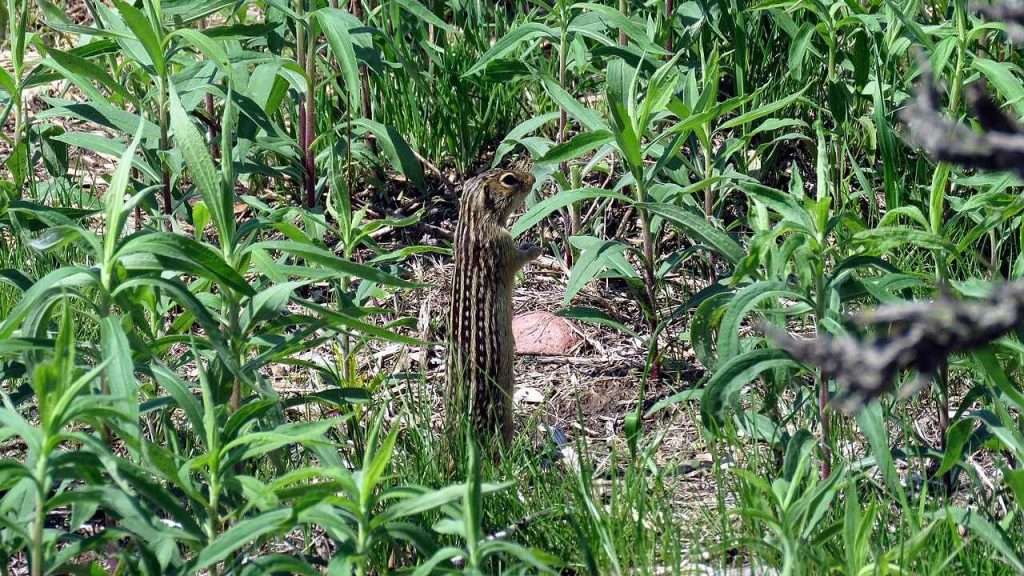 Thirteen-lined ground squirrel in a field.