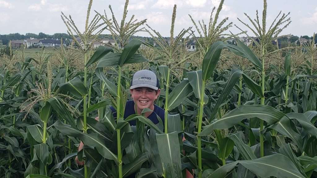 Weston Hannan's face peeking through stalks of corn.