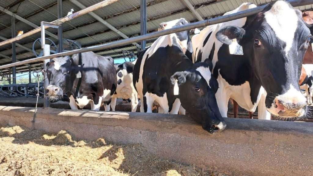 M&B Dairy cows feeding.