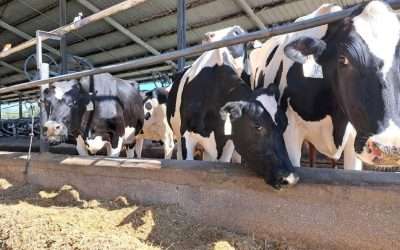 Dwindling Dairy Heifer Numbers May Inhibit New Milk Production