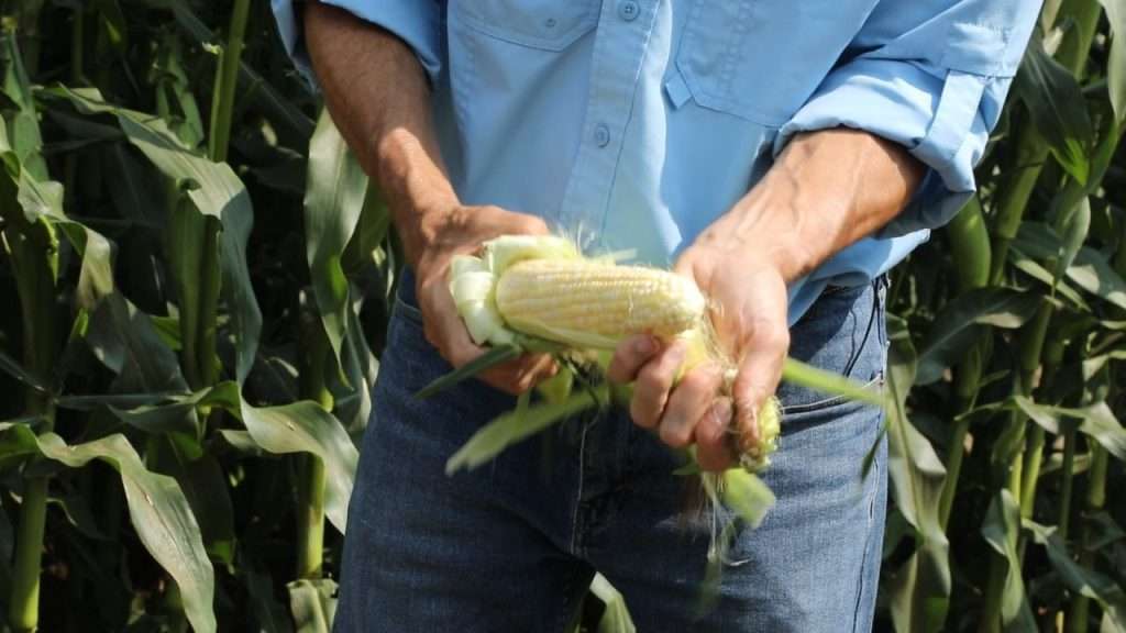 Hands shucking an ear of corn.