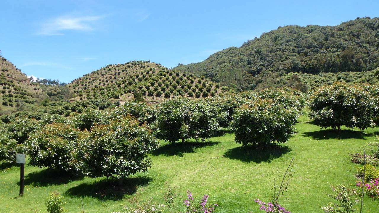 Colombian Hass Avocado tree farm.