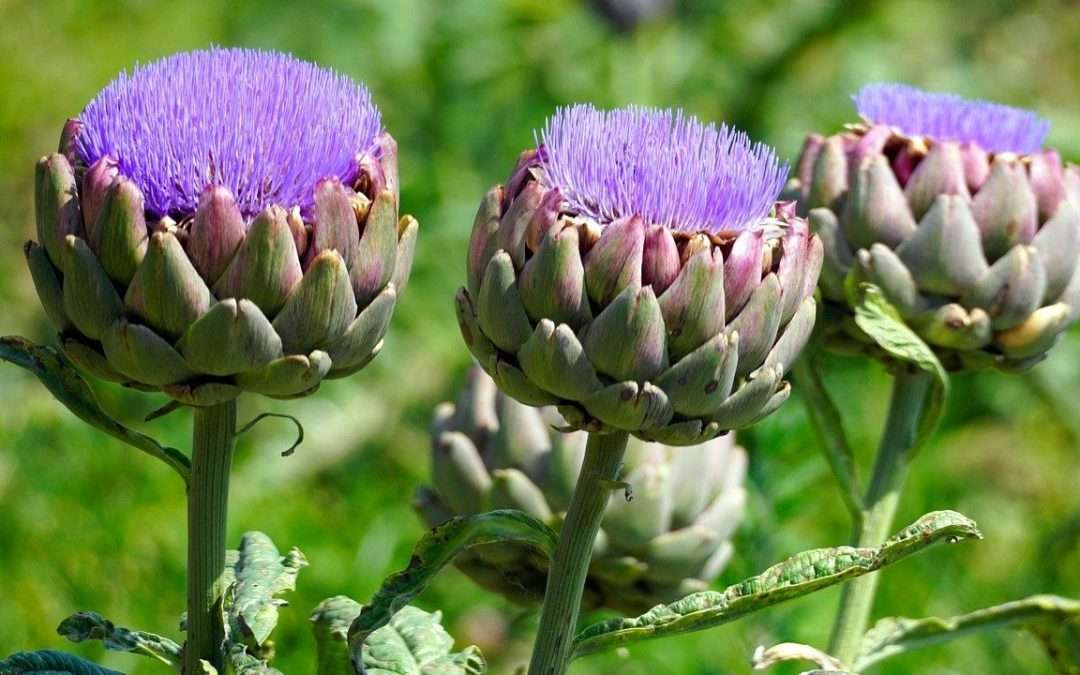 Beautiful Blossoms And Healthy Food Crop — Growing Artichokes In Florida