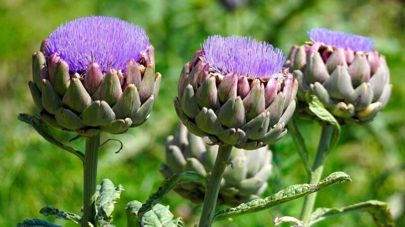 Artichokes with purple blossoms.