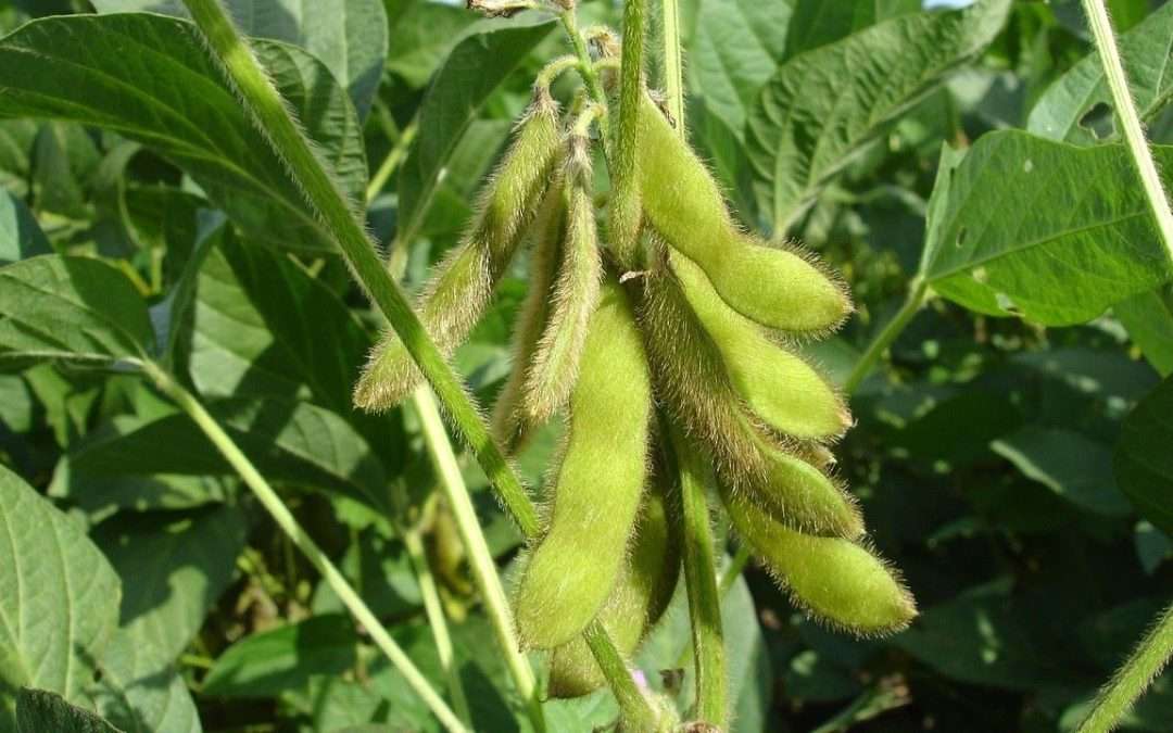 From Renewable Biodiesel To Livestock Feed — A Look At In-Flux Soybean Supply Chains