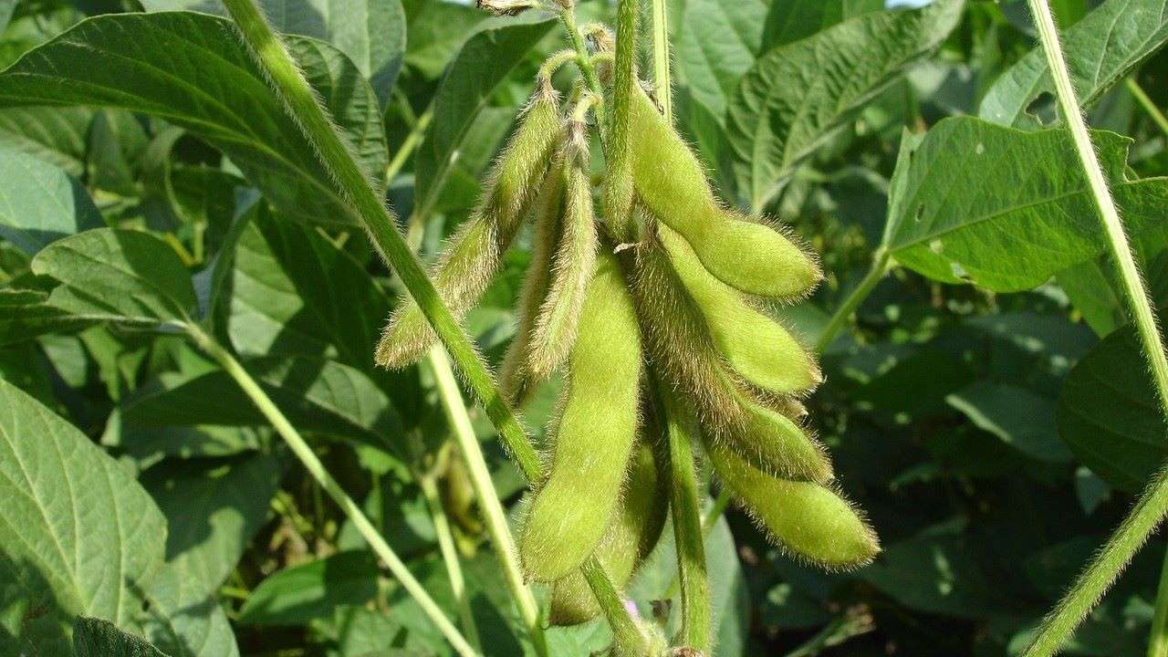 Fuzzy soybean pods hanging from the plant.