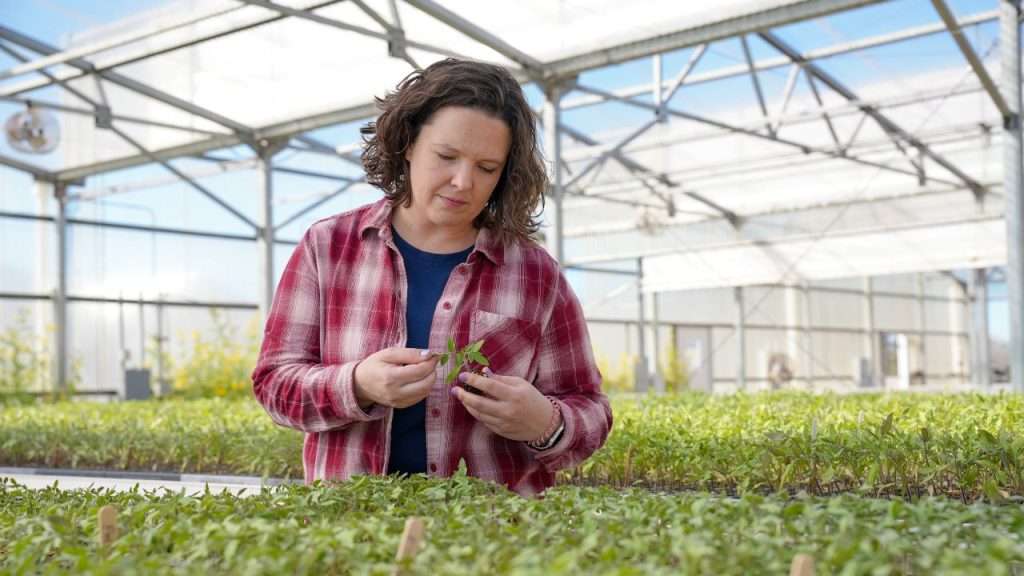 Dr. Jessica Chitwood-Brown in a greenhouse at the UF/IFAS Gulf Coast Research and Education Center.
