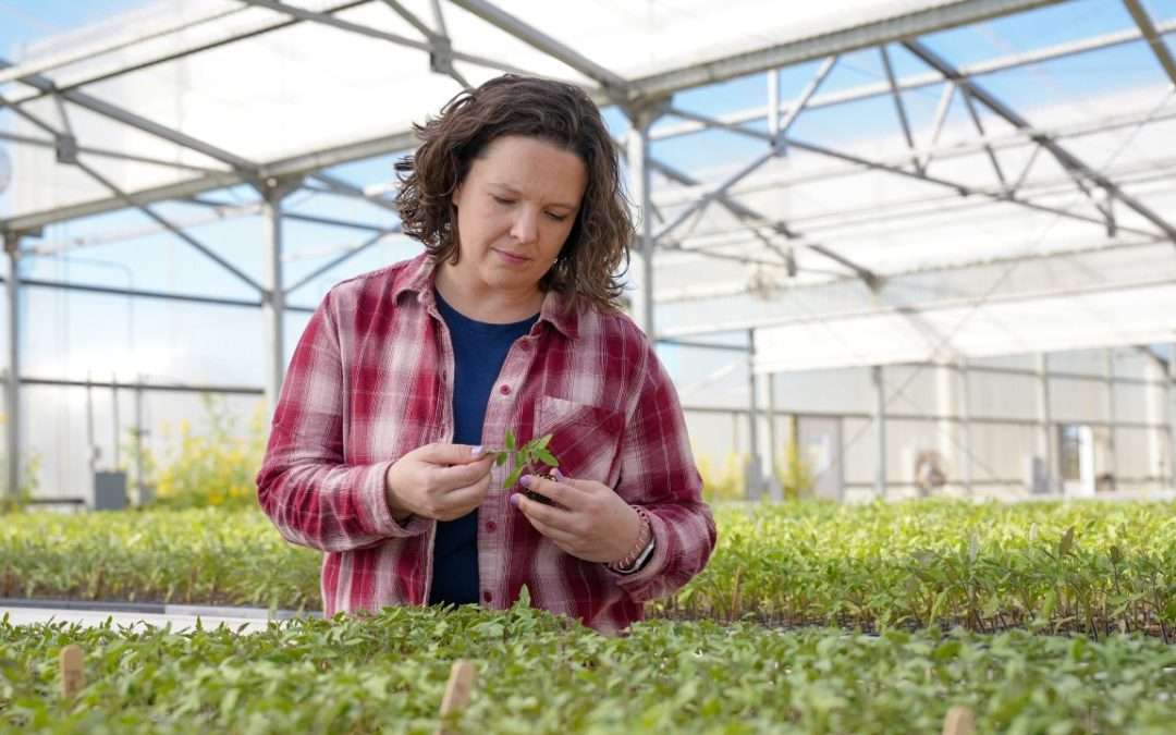 New Tomato Breeder At GCREC Now Sits In Mentor’s Chair, Plans To Continue Dr. Sam Hutton’s Legacy