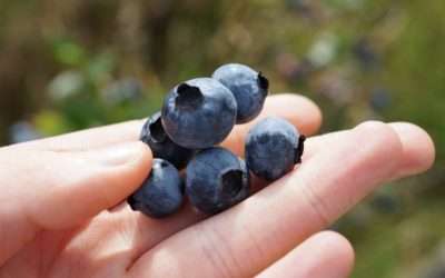 Why Are Blueberries Blue? Scientists Reveal The Answer