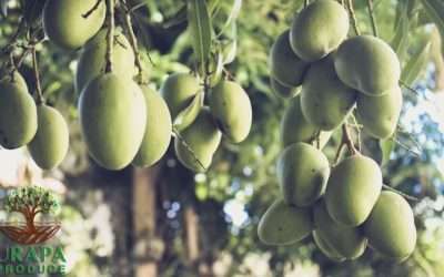 Urapa Produce Announces Launch Of 2024 Mexican Mango Season