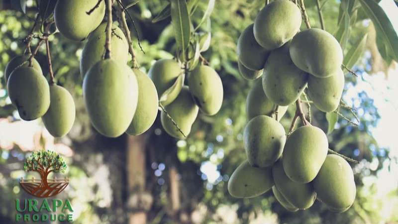 Mangos hanging in a tree with Urapa Produce logo overlay.