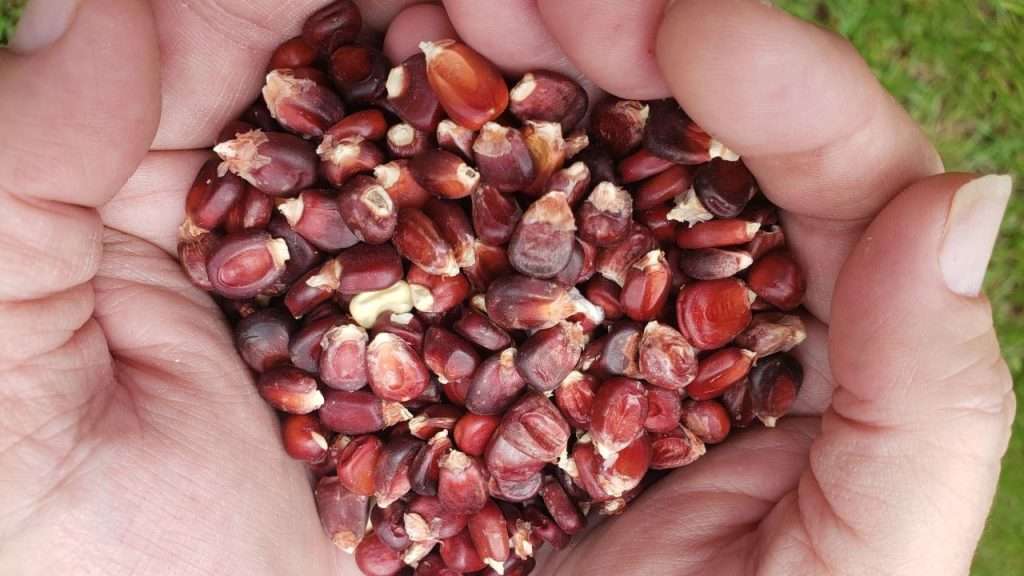 Closeup of hands holding a scoop of jimmy red corn kernels.