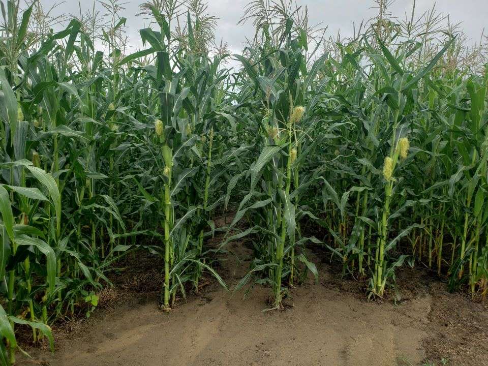 Field of Jimmy Red Corn