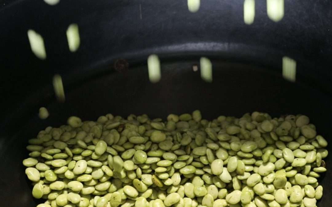 Soy beans falling into a ball of conveyor belt.