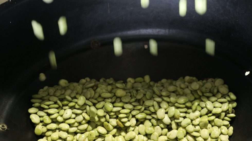 Soy beans falling into a ball of conveyor belt.
