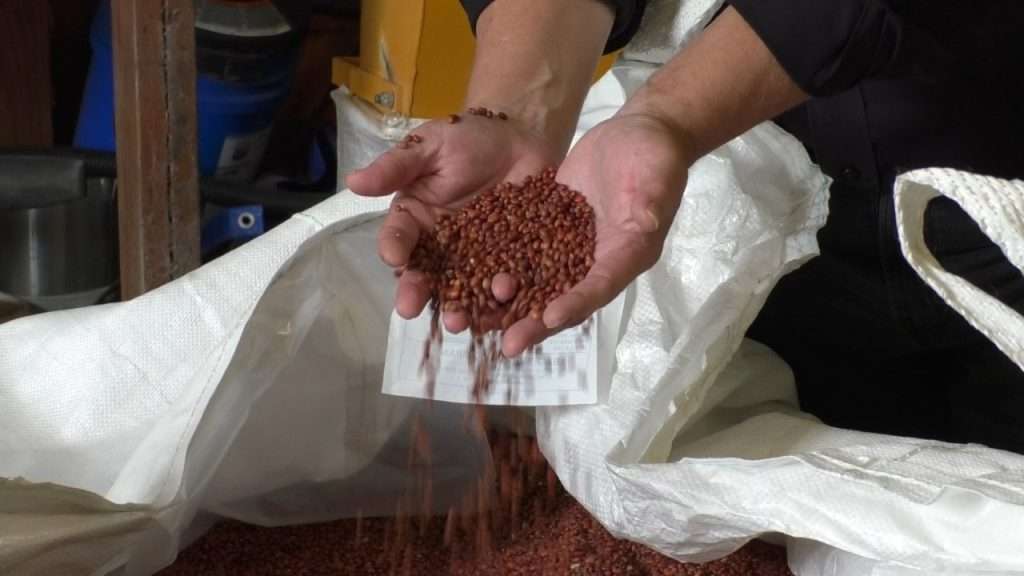 Scoop of red pea seeds.