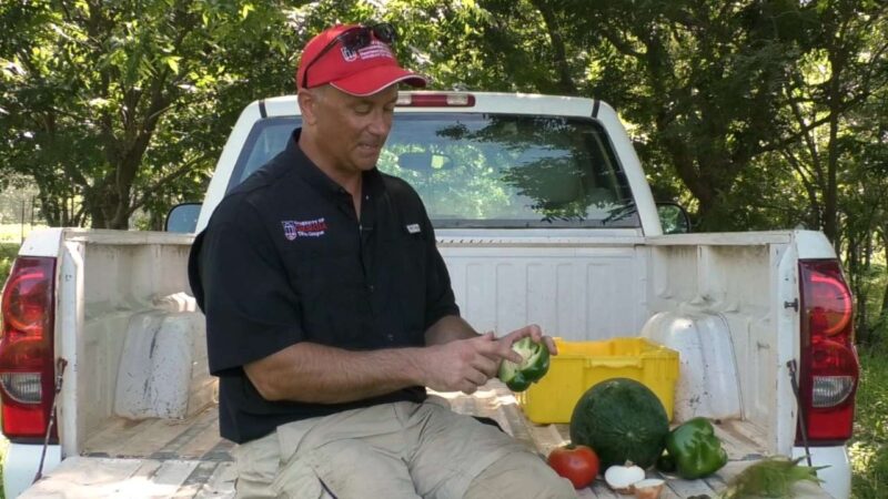 Timothy Coolong sitting on a truck bed pointing to seeds in a green pepper.