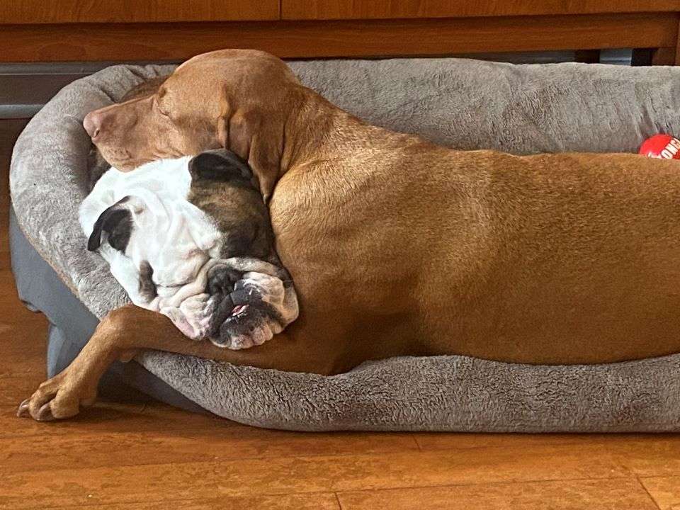 Two dogs, Curtis and Suzanne, in doggy bed.
