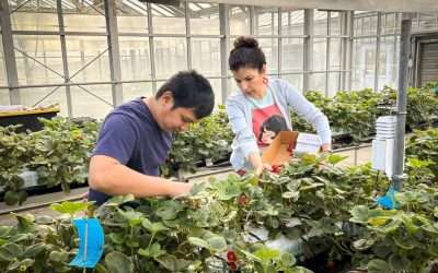 Growing Strawberries In Water? Is That Actually A Thing?