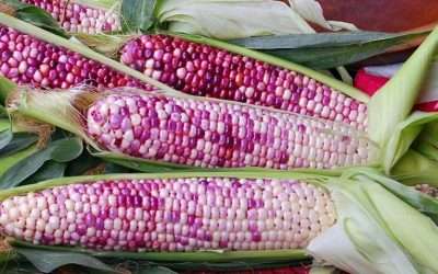 Sweet Scarlet! Branch Farms Unveils A New Sweet Corn Variety