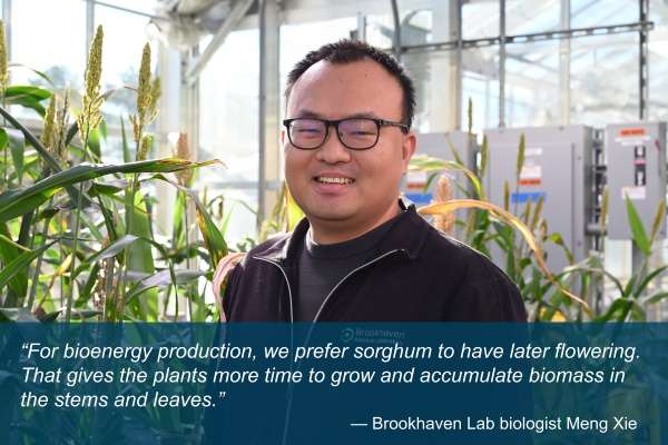 Meng Xie in front of Sorghum plants.