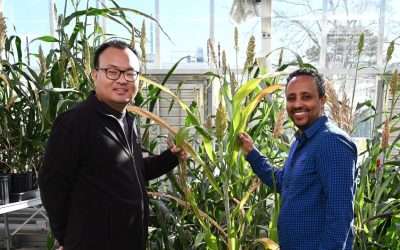 Scientists ID Sorghum Genes That May Increase Biomass For Biofuel Production