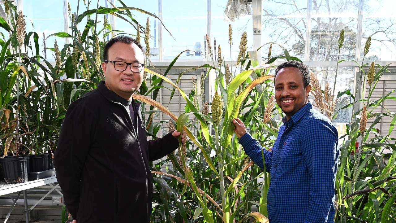 Biologist Meng Xie (L) and research fellow Dimiru Tadesse