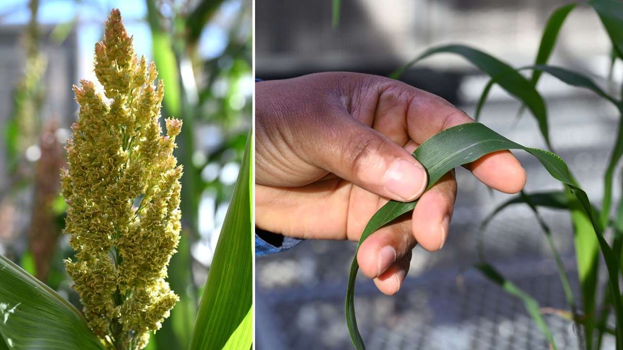When sorghum begins producing grain-laden flowers (L) the plants stop growing. Brookhaven Lab and Oklahoma State University scientists discovered the genes that control flowering time and modified plants to delay flowering. Credit: Kevin Coughlin, Brookhaven National Laboratory