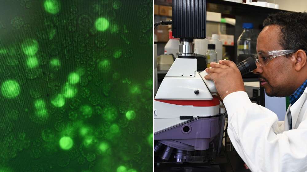 The team used plant protoplasts — plant cells without cell walls — to express and study the effects of various genes. Left: Protoplasts expressing green fluorescent protein. Right: Dimiru Tadesse focuses on transformed protoplasts using a fluorescent microscope. Credit: Kevin Coughlin, Brookhaven National Laboratory