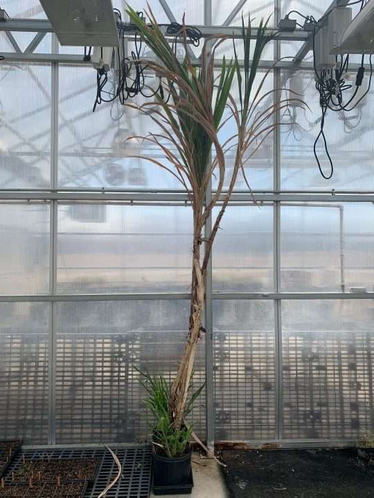 A 245-day-old genetically altered, non-flowering sorghum plant in a greenhouse at Oklahoma State. Credit: Dimiru Tadesse, Brookhaven Laboratory