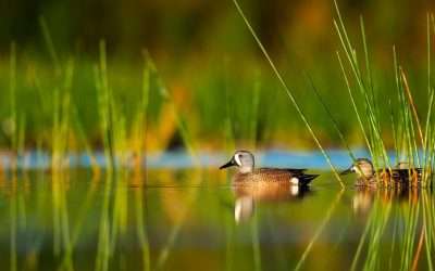 Florida To Protect Over 8,000 Acres Of Productive Agricultural Land